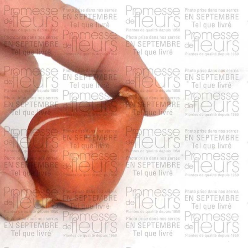 Exemple de spécimen de Tulipe fosteriana Sweetheart Bulbe tel que livré