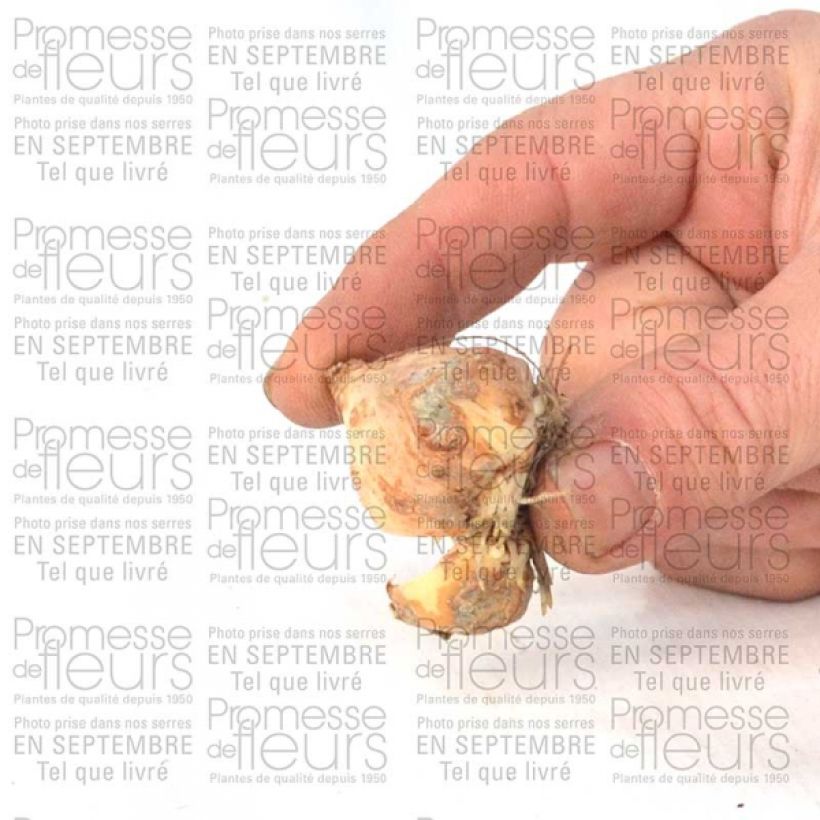 Exemple de spécimen de Tulipe fosteriana Yellow Purissima Bulbe tel que livré