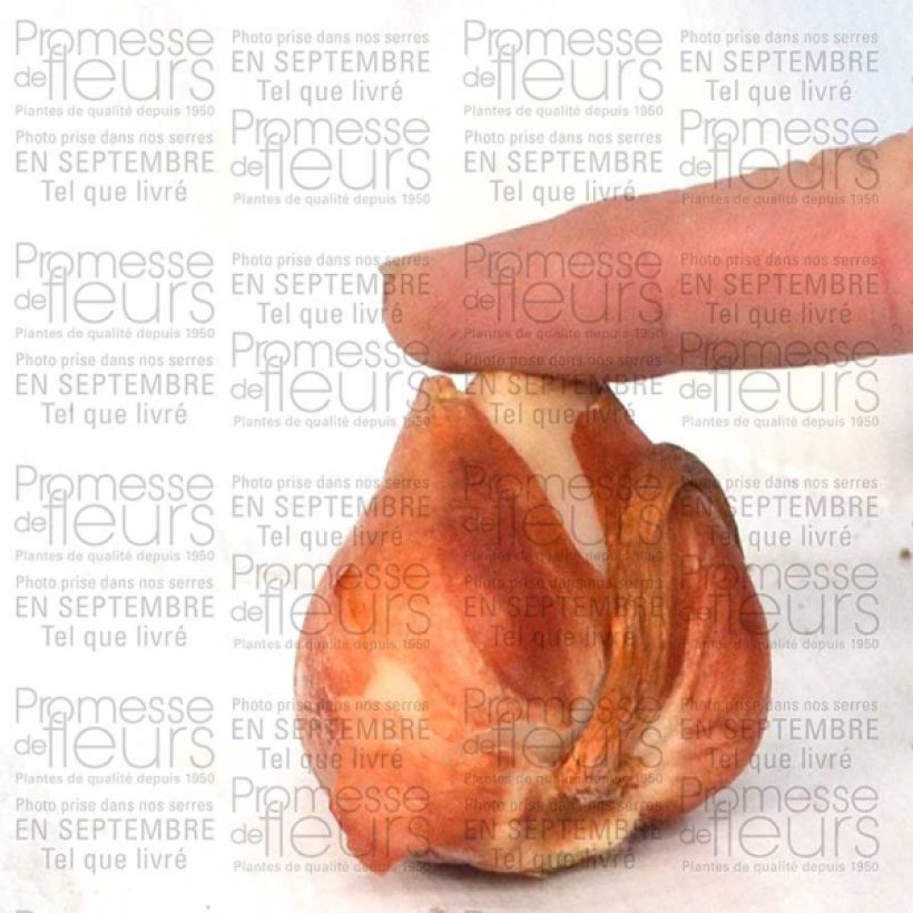 Exemple de spécimen de Tulipe Perroquet Apricot Parrot tel que livré