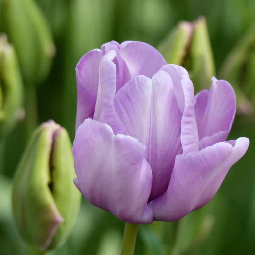 Tulipe Perroquet James Last (Floraison)