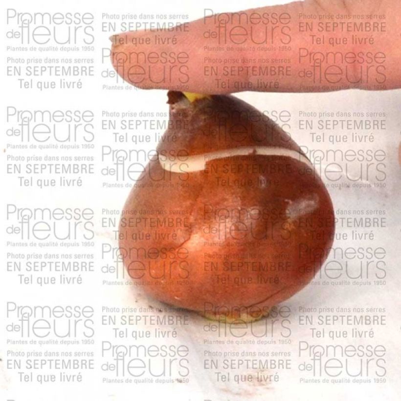 Exemple de spécimen de Tulipe fosteriana semi-double Exotic Emperor Bulbe tel que livré