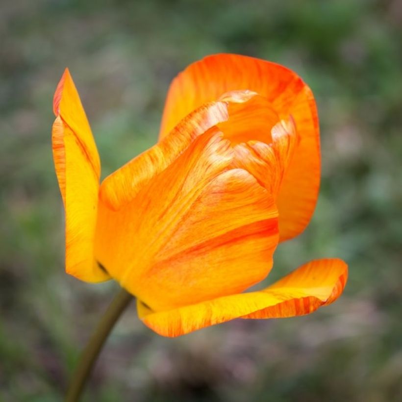 Tulipe simple hâtive General De Wet (Floraison)