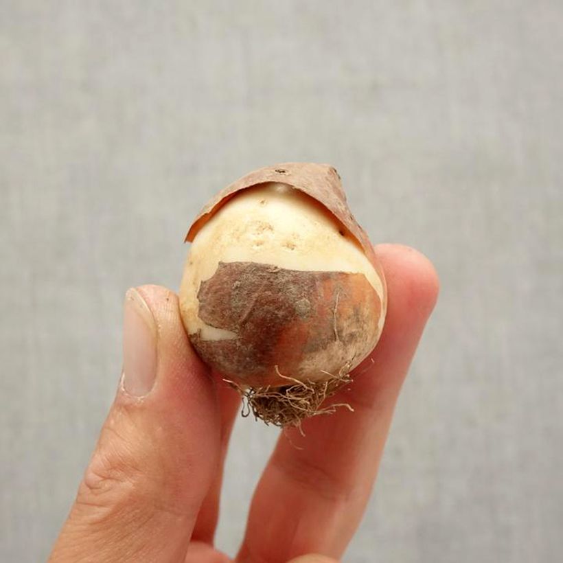 Spécimen de Tulipe simple tardive Sorbet Bulbe tel que livré en automne