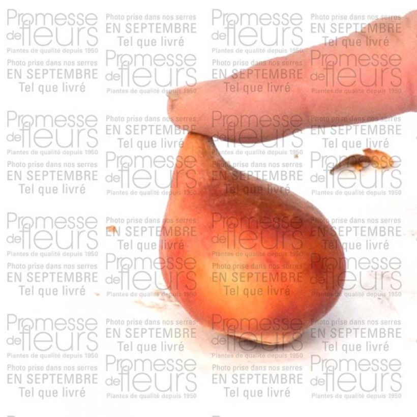 Exemple de spécimen de Tulipe Triomphe Apricot Foxx tel que livré