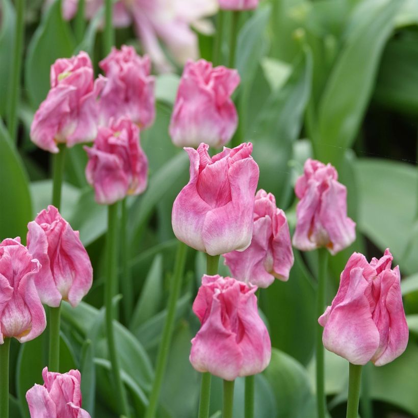 Tulipe triomphe Crown of Dynasty (Floraison)