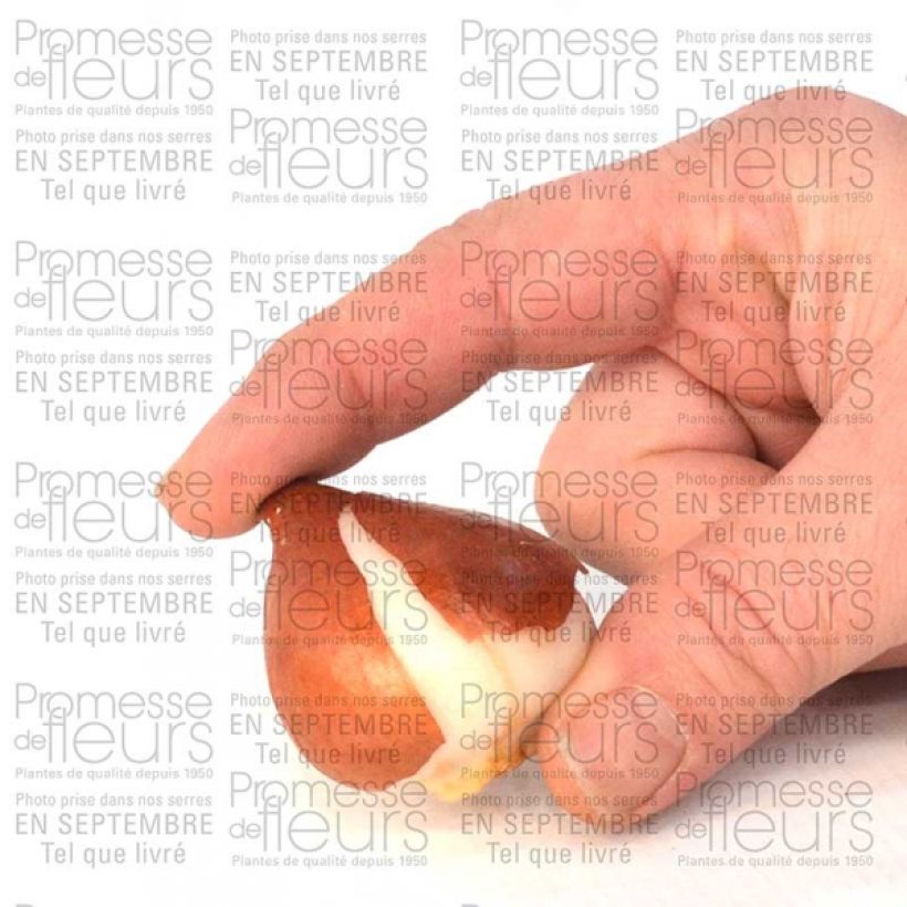 Spécimen de Tulipe Triomphe Mango Charm tel que livré en printemps