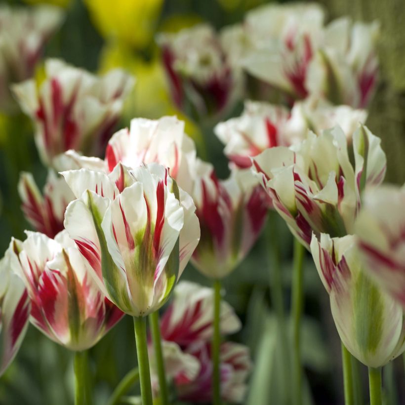Tulipe viridiflora Flaming Spring Green (Floraison)
