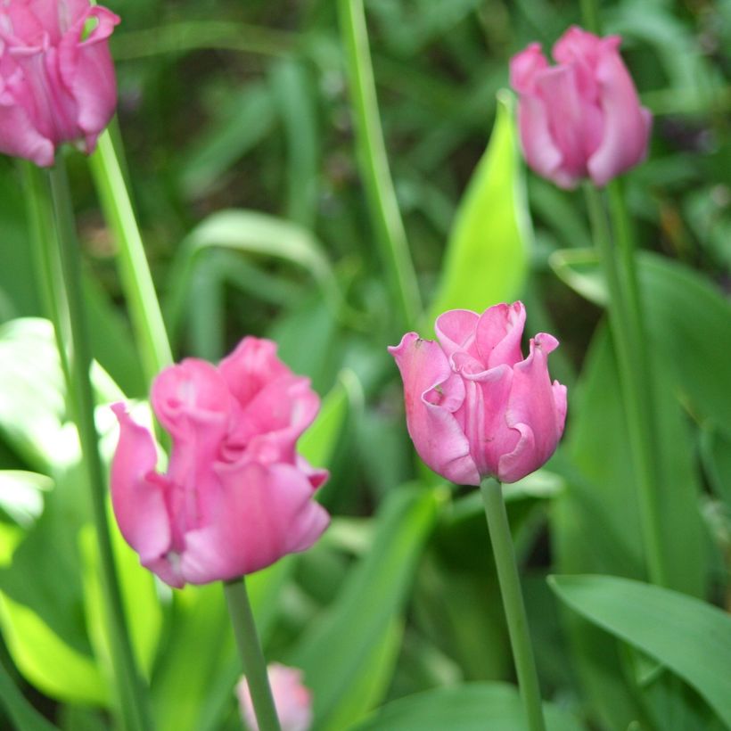 Tulipe simple tardive Picture (Floraison)