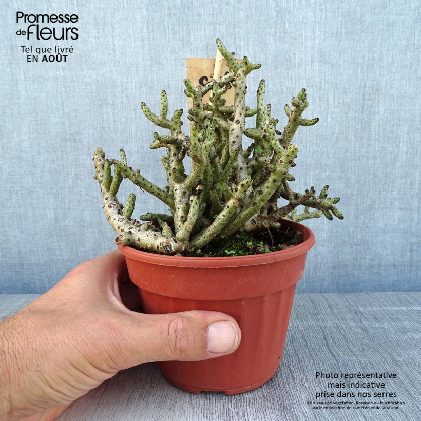 Spécimen de Tylecodon bucholzianus Pot de 12 cm / 13 cm tel que livré en été
