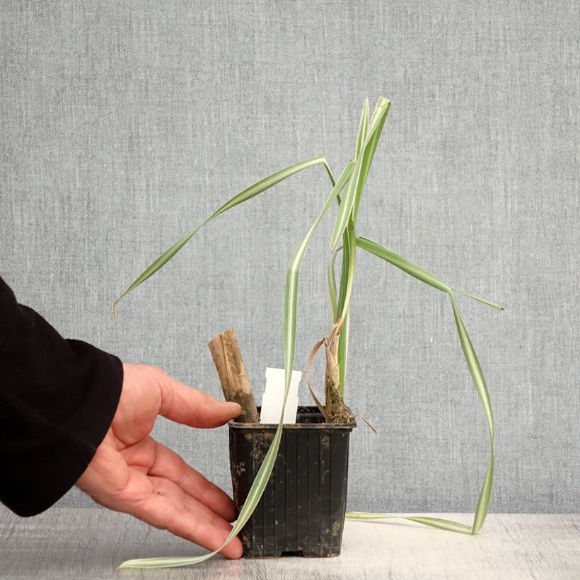 Spécimen de Typha latifolia Variegata - Massette à feuilles larges panachées tel que livré au printemps