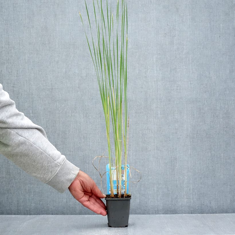 Spécimen de Typha laxmannii - Massette de Laxmann Godet de 8/9 cm tel que livré en été