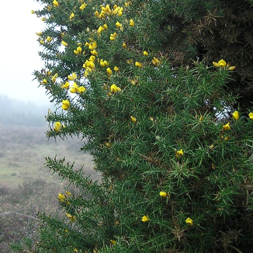 Ulex europaeus - Ajonc commun (Feuillage)