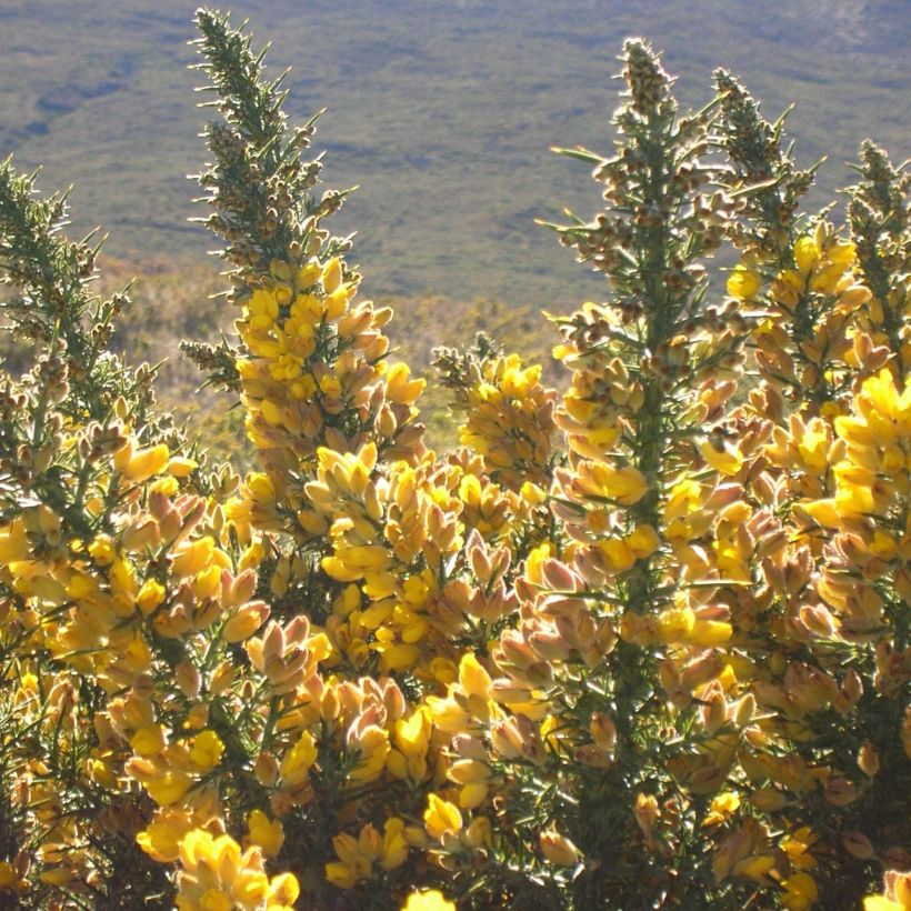 Ulex europaeus - Ajonc commun (Floraison)