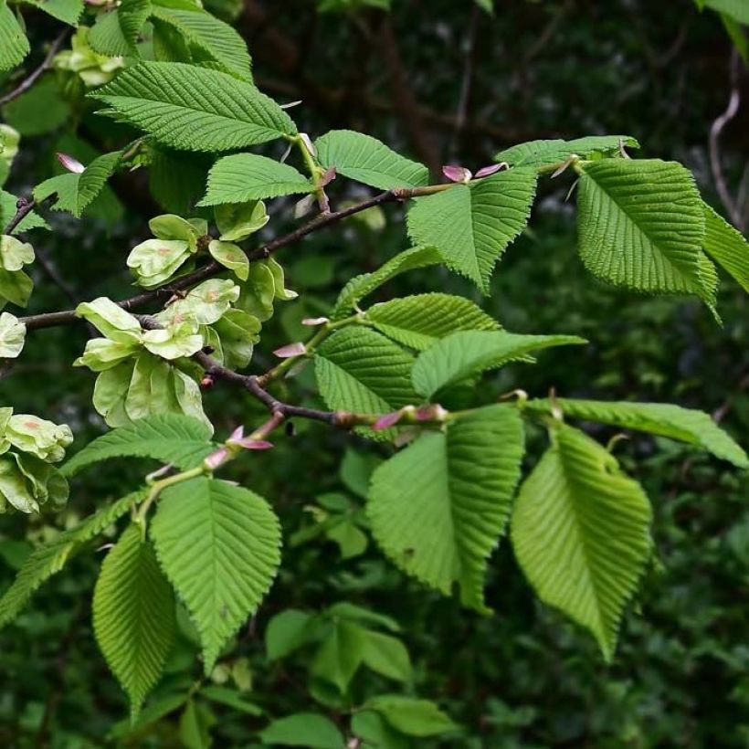 Orme commun - Ulmus glabra (Feuillage)