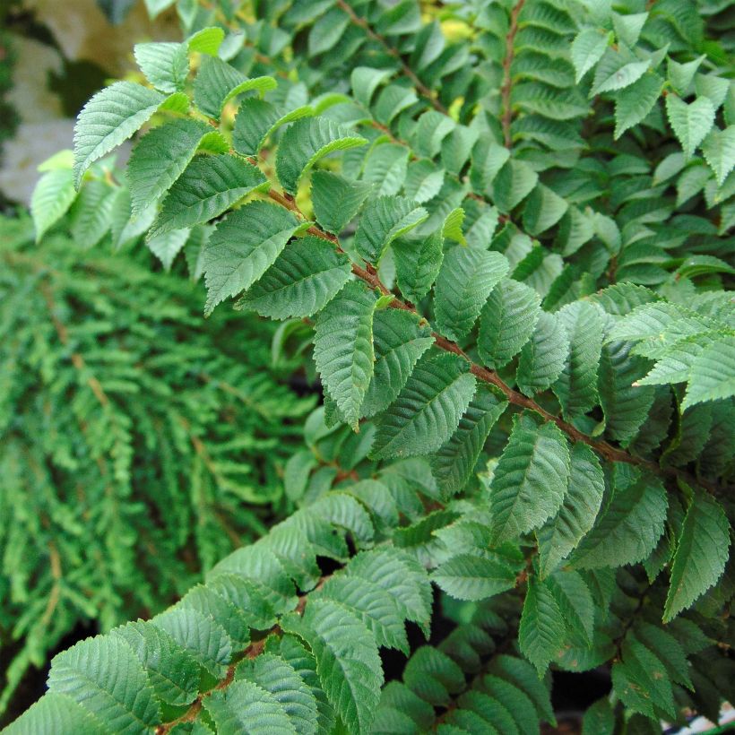 Ulmus hollandica Jacqueline Hillier - Orme nain (Feuillage)