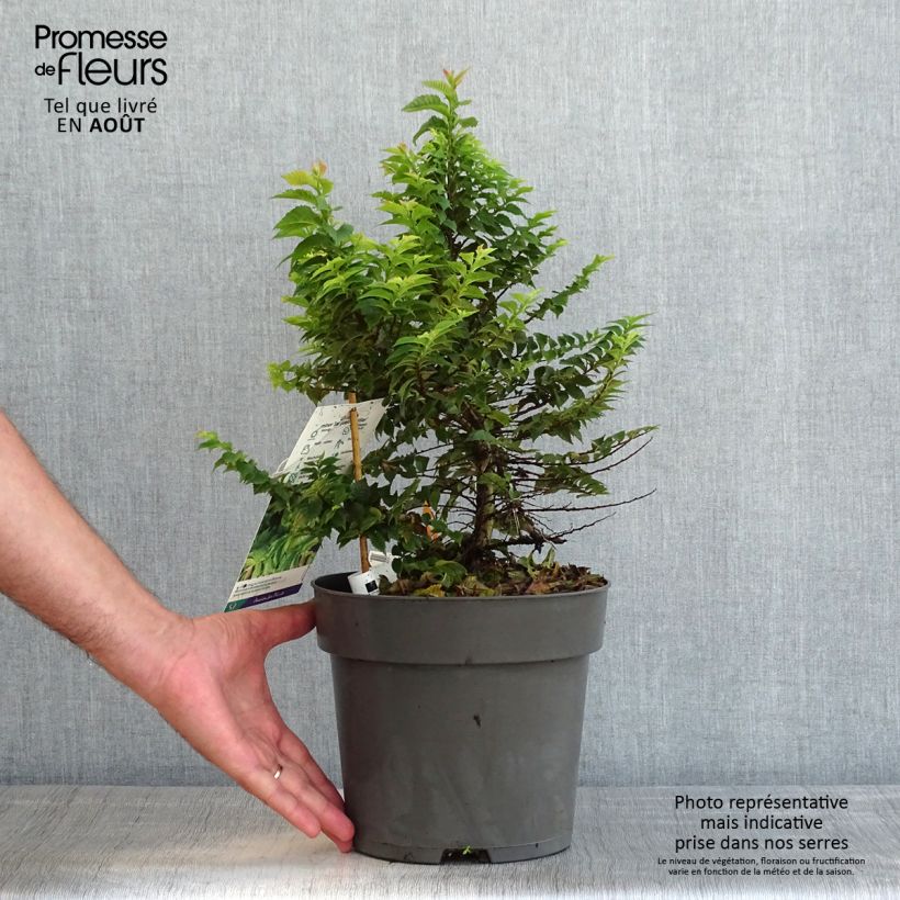 Spécimen de Ulmus hollandica Jacqueline Hillier - Orme nain Pot de 4L/5L, Touffe tel que livré en été