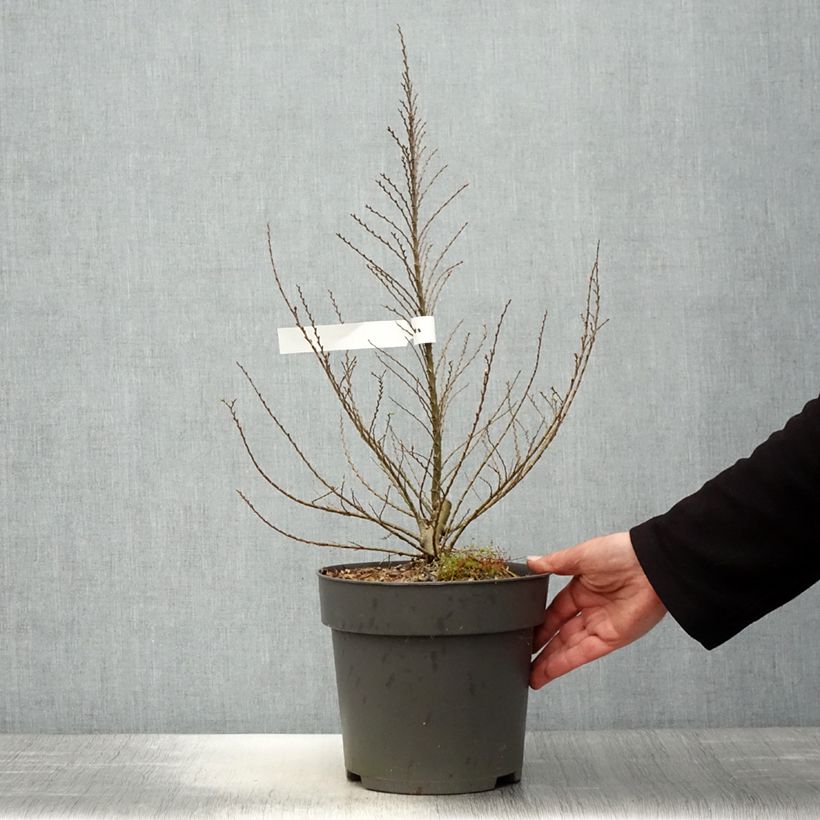 Spécimen de Ulmus hollandica Jacqueline Hillier - Orme nain Pot de 4L/5L, TouffeHauteur livrée env. 30/40cm tel que livré au printemps