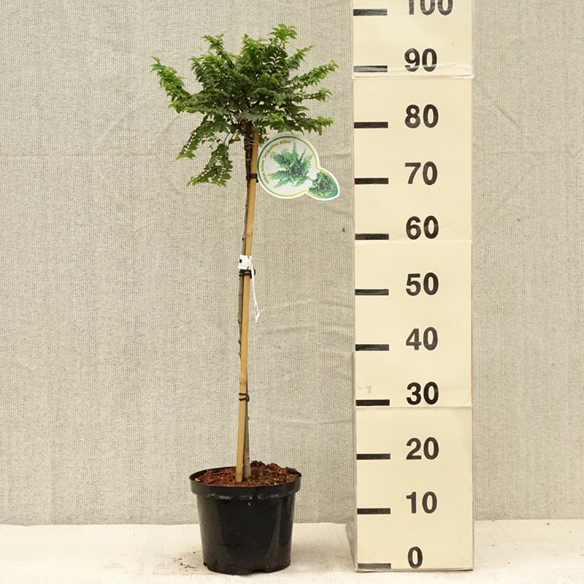 Spécimen de Ulmus hollandica Jacqueline Hillier - Orme nain Pot de 4L/5L, Tige de 60 cm tel que livré en été