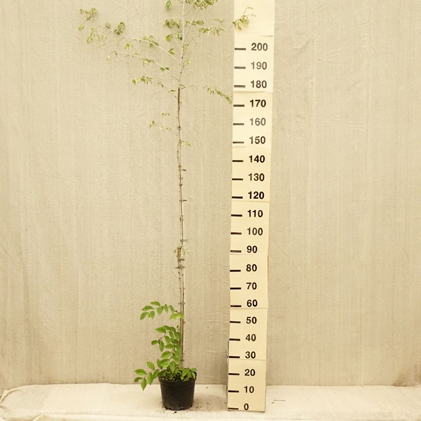Spécimen de Ulmus minor Argenteovariegata - Orme champêtre panaché Pot de 4L/5L, Tige tel que livré en été