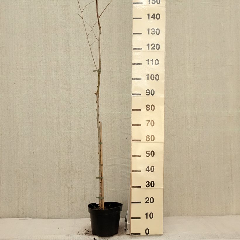 Spécimen de Ulmus minor Argenteovariegata - Orme champêtre panaché - Pot de 4L/5L tel que livré au printemps