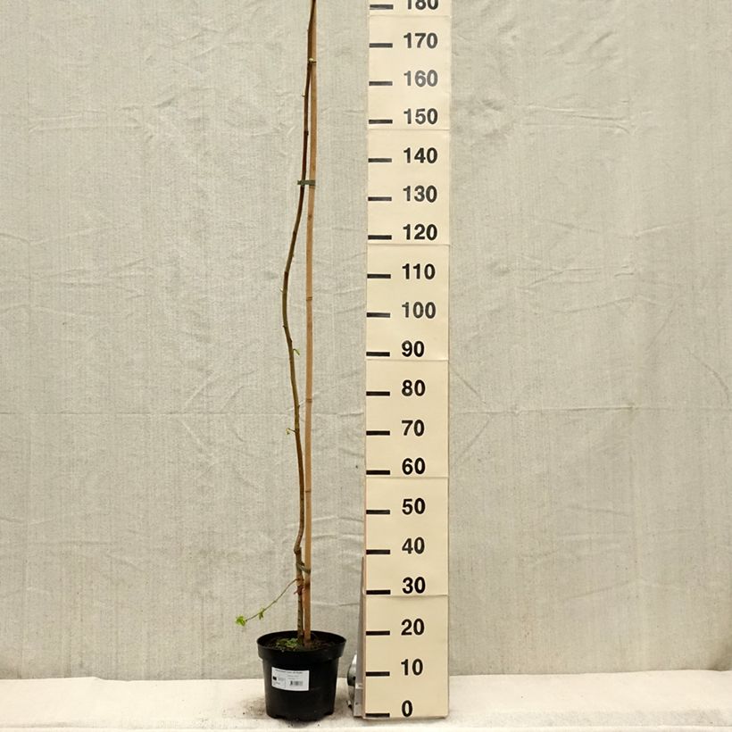 Spécimen de Ulmus minor Louis van Houtte - Orme à petites feuilles - Pot de 7,5L/10L tel que livré au printemps