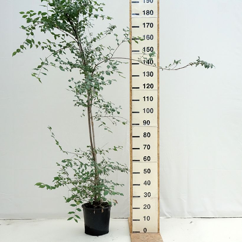 Spécimen de Ulmus minor - Orme champêtre Pot de 7,5L/10L tel que livré en été