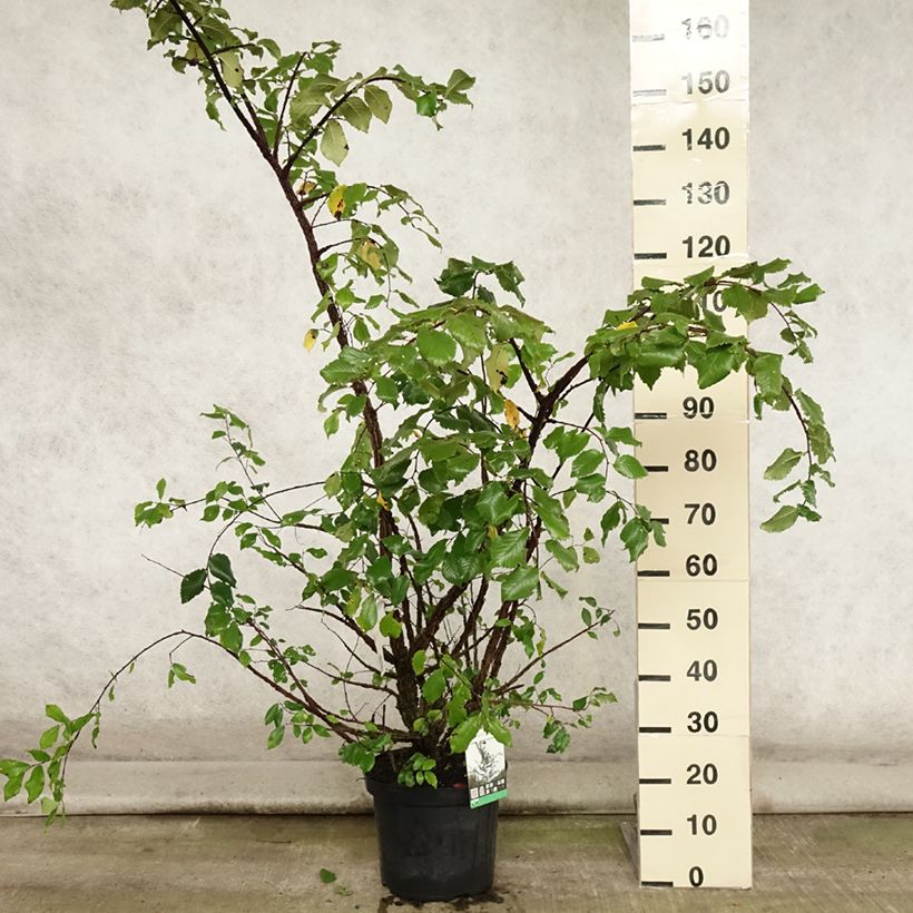 Spécimen de Ulmus minor suberosa - Orme champêtre en pot de 7,5l/10l tel que livré en été