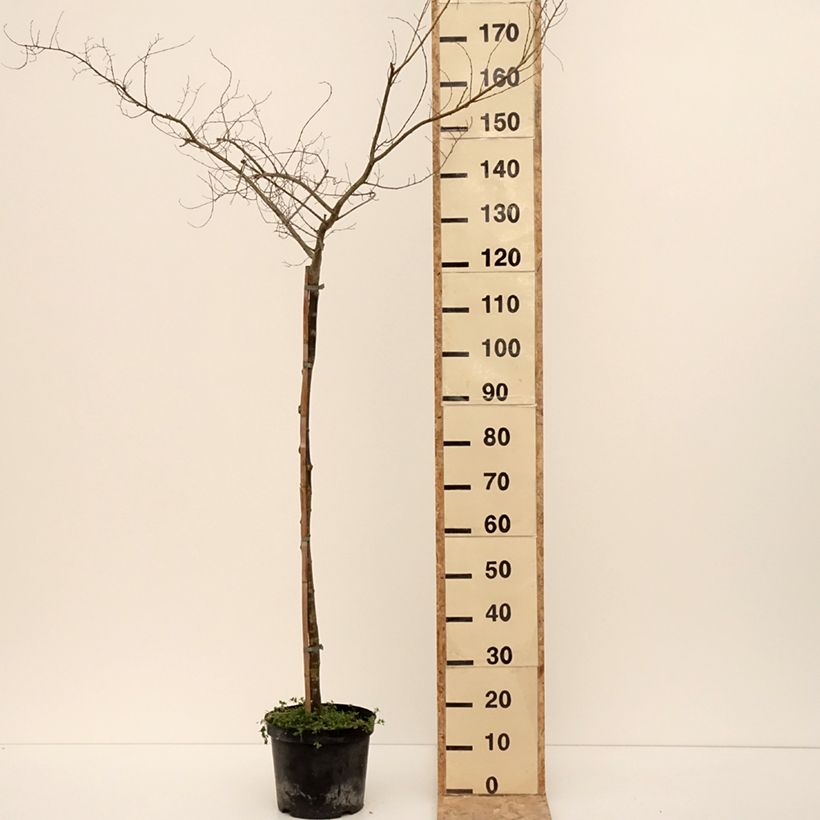 Spécimen de Ulmus  minor Viminalis Aurea - Orme à petites feuilles - Pot de 4L/5L tel que livré en hiver