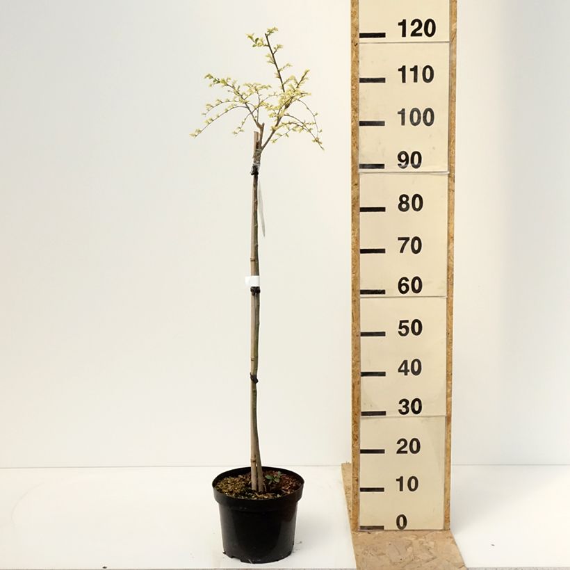 Spécimen de Ulmus parvifolia Geisha - Orme de Chine Pot de 4L/5L, Tige de 60 cmHauteur livrée env. 60/+cm tel que livré au printemps