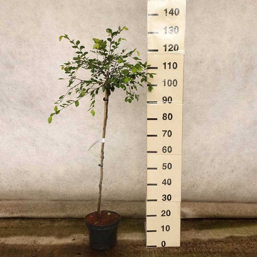 Spécimen de Ulmus parvifolia Geisha - Orme de Chine Pot de 4L/5L, Tige de 60 cm tel que livré en été