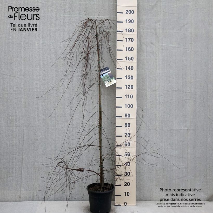 Spécimen de Ulmus pumila - Orme de Sibérie Pot de 7,5L/10L tel que livré en hiver