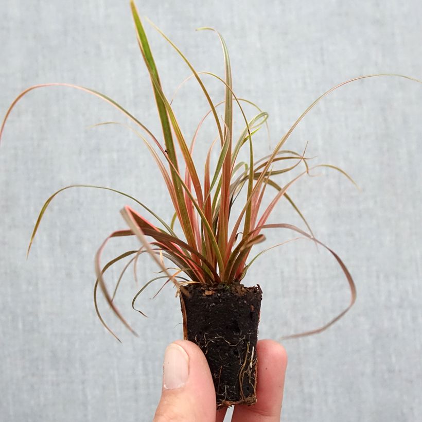Spécimen de Uncinia rubra Everflame Mini-motte Ø 3/4 cm tel que livré en automne