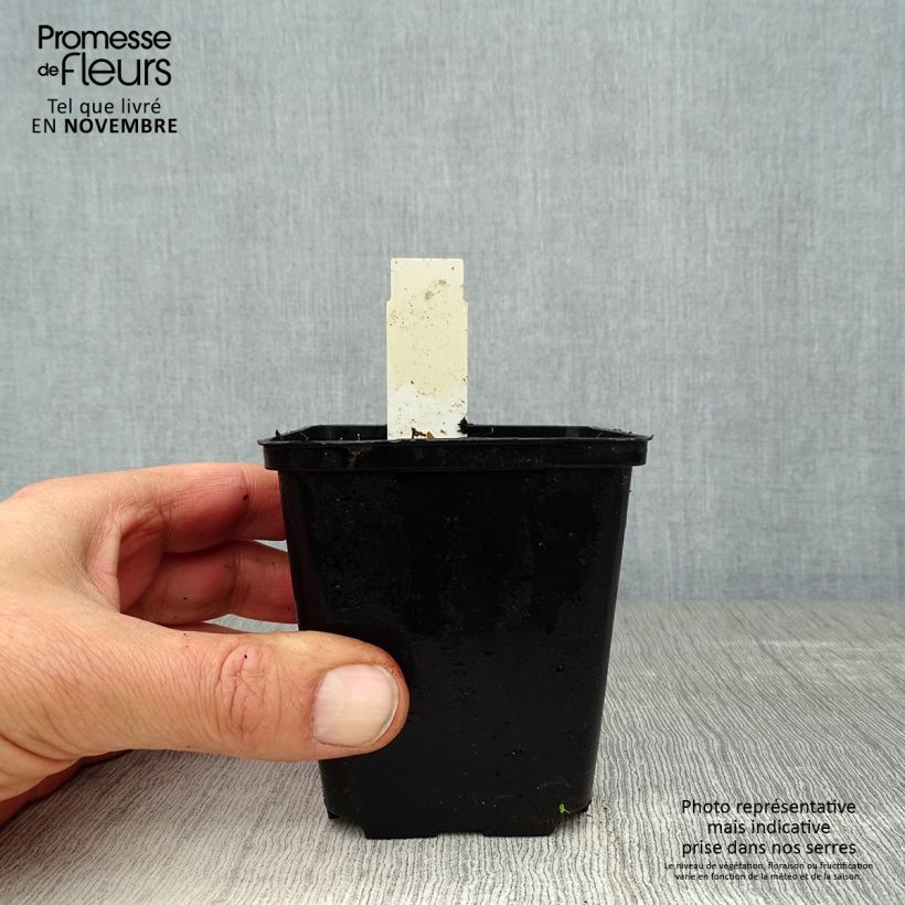 Spécimen de Uvularia grandiflora Godet de 8/9 cm tel que livré en automne