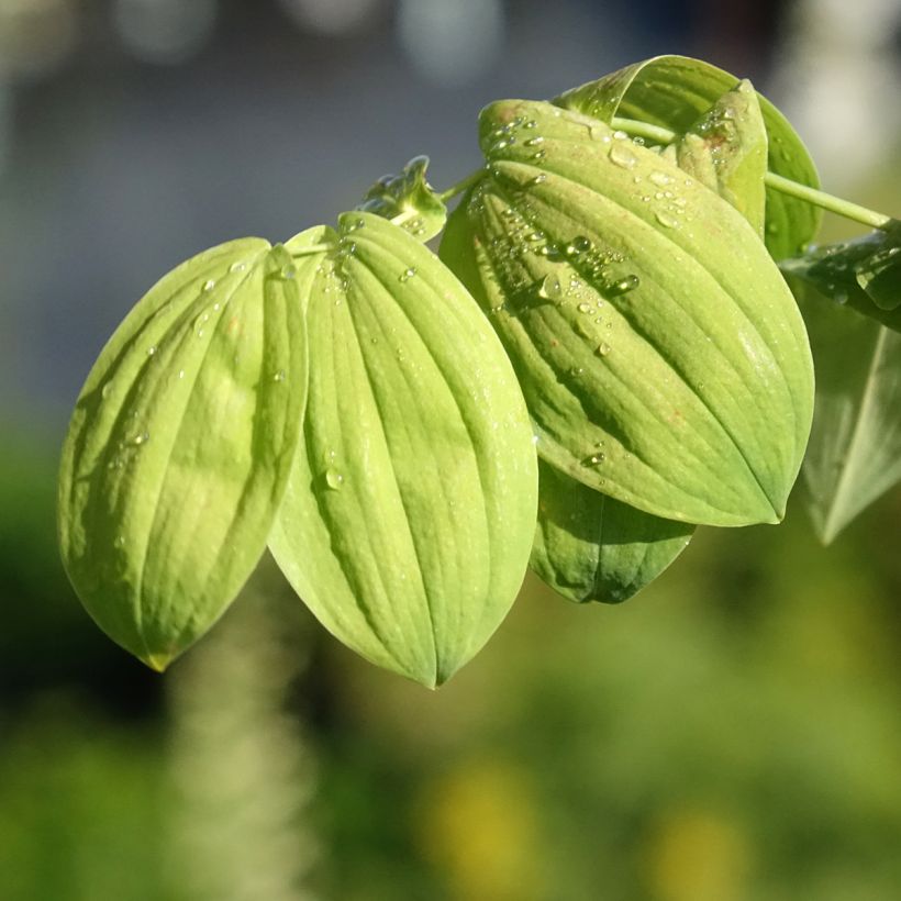 Uvularia grandiflora (Feuillage)