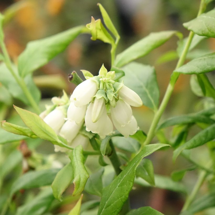 Vaccinium corymbosum Hortblue Petite - myrtillier d'Amérique (Floraison)