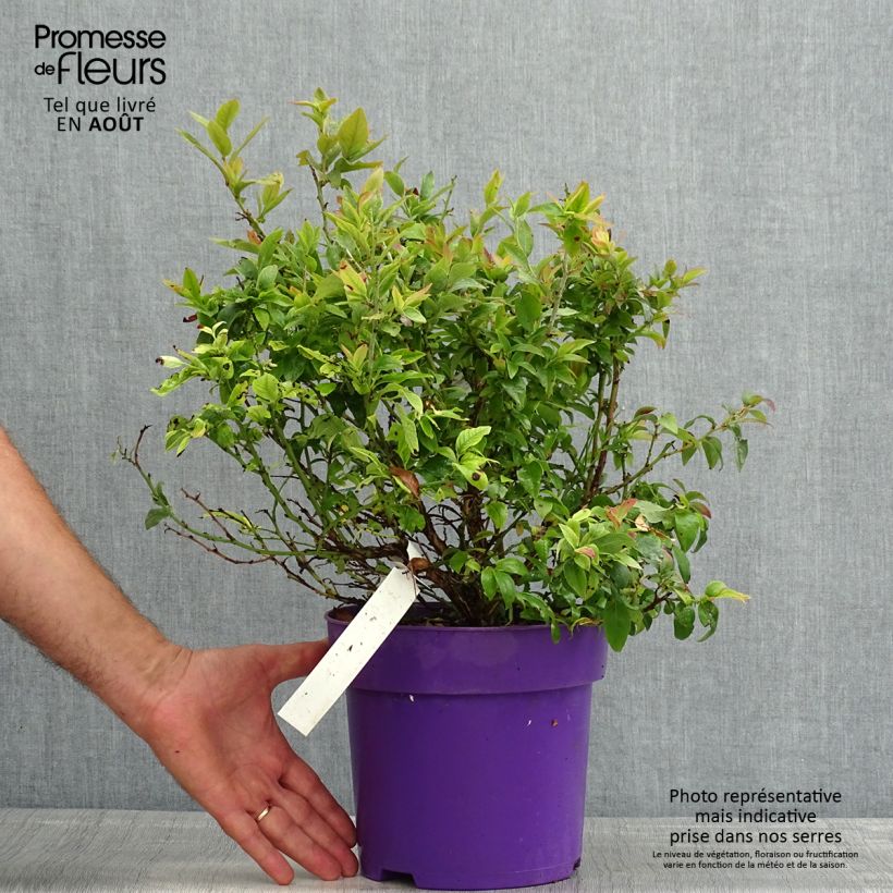 Spécimen de Vaccinium Tophat - myrtillier d'Amérique Pot de 4L/5L, Buisson tel que livré en été
