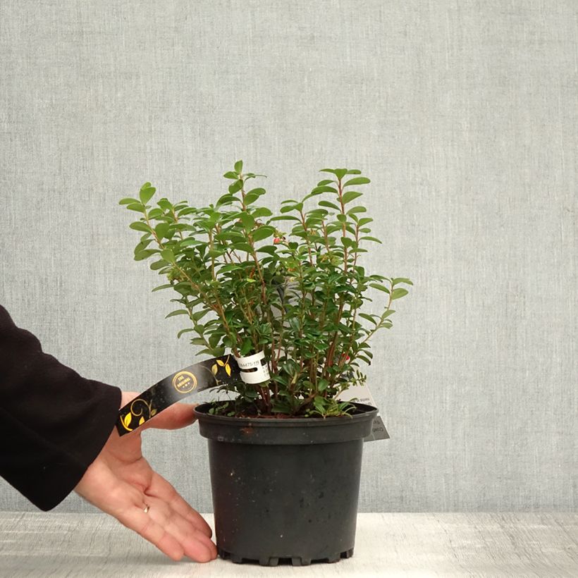 Spécimen de Vaccinium vitis-idaea Fireballs Pot de 2L/3L tel que livré en automne