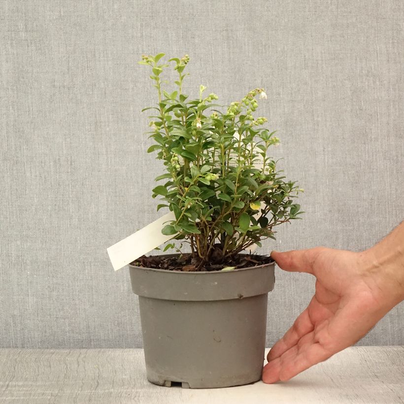 Spécimen de Vaccinium vitis-idaea Fireballs Pot de 2L/3L tel que livré en été