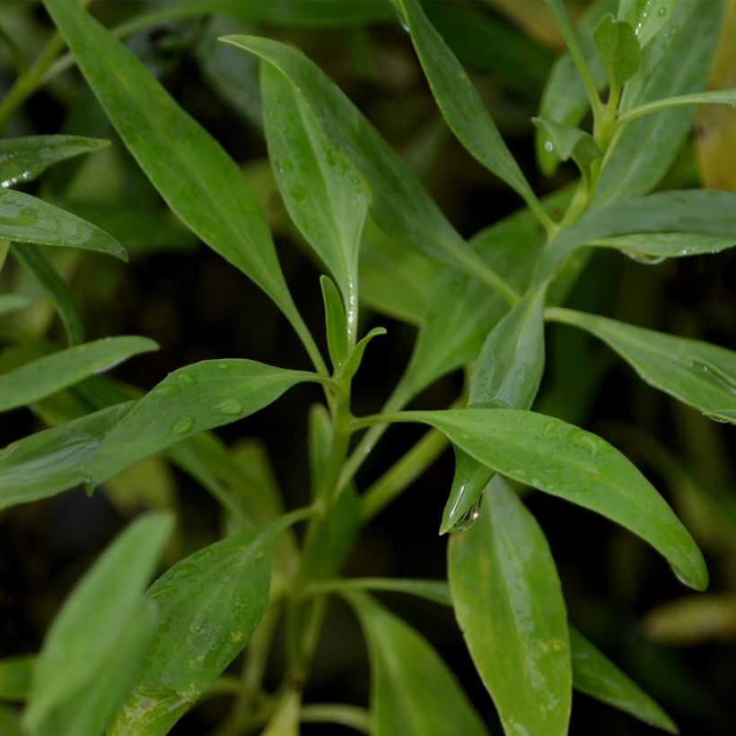 Valériane blanche, Centranthus ruber albus (Feuillage)