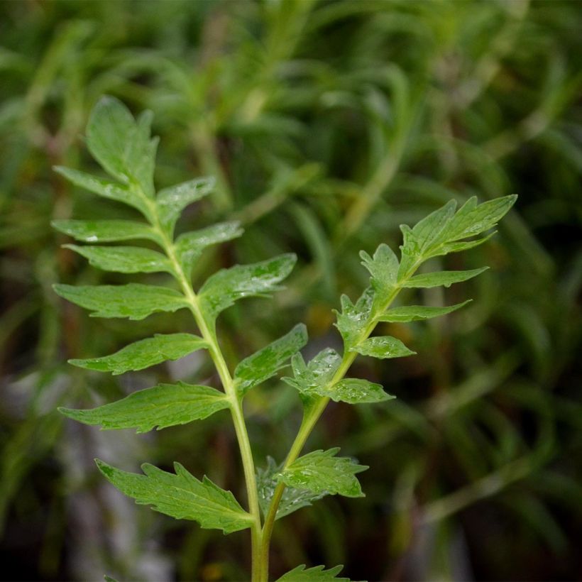 Valériane officinale (Feuillage)