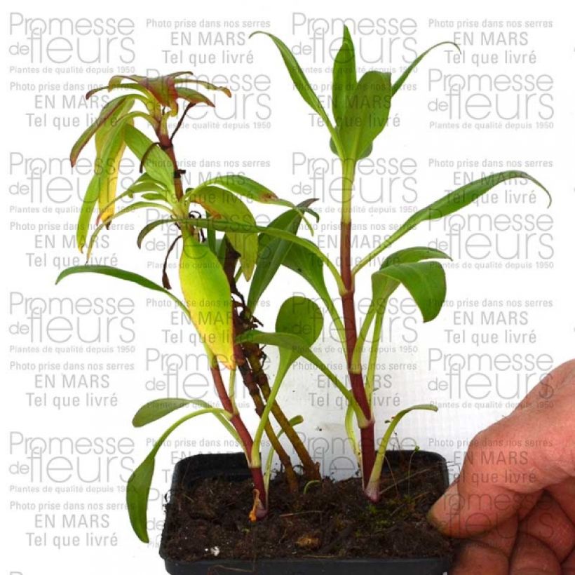 Exemple de spécimen de Valériane rose, Centranthus ruber Kempenhof Godet de 9cm tel que livré