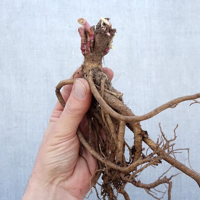 Spécimen de Valériane rouge, Centranthus ruber coccineus - Racines nues tel que livré en hiver