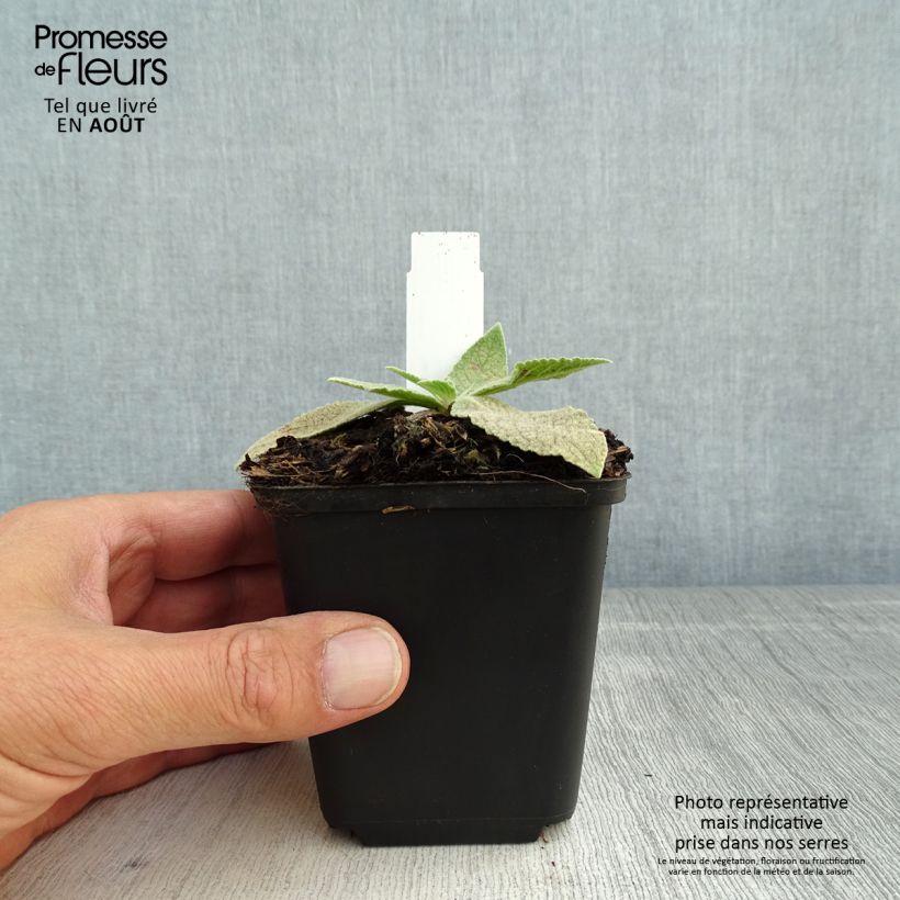 Spécimen de Verbascum Gainsborough – Molène Gainsborough Godet de 8/9 cm tel que livré en été