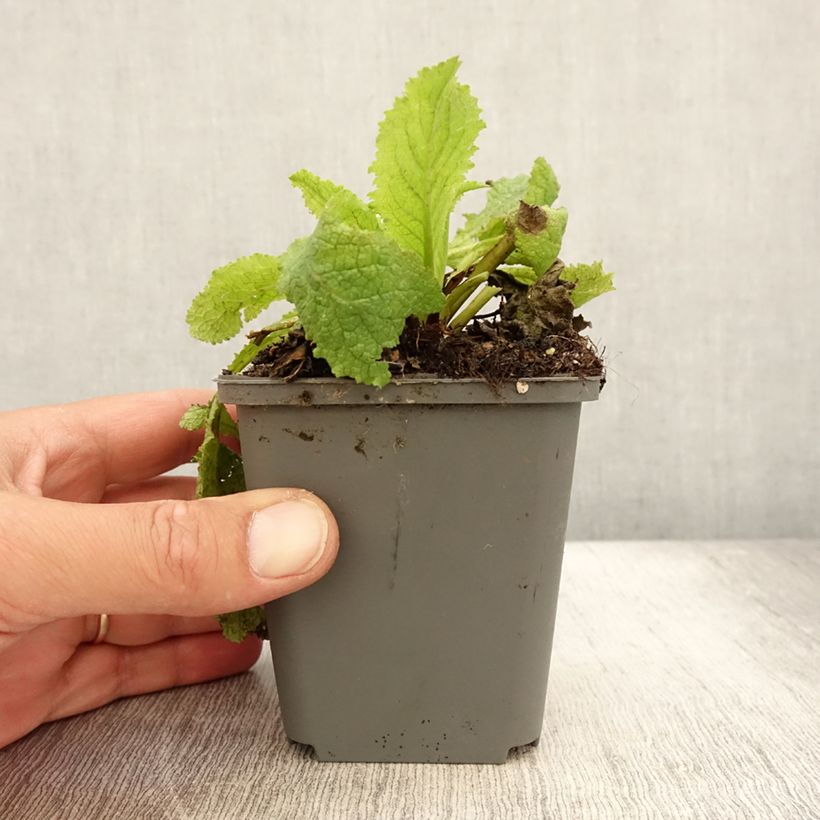 Spécimen de Verbascum Hybride Cotswold Queen Godet de 8/9 cm tel que livré en été