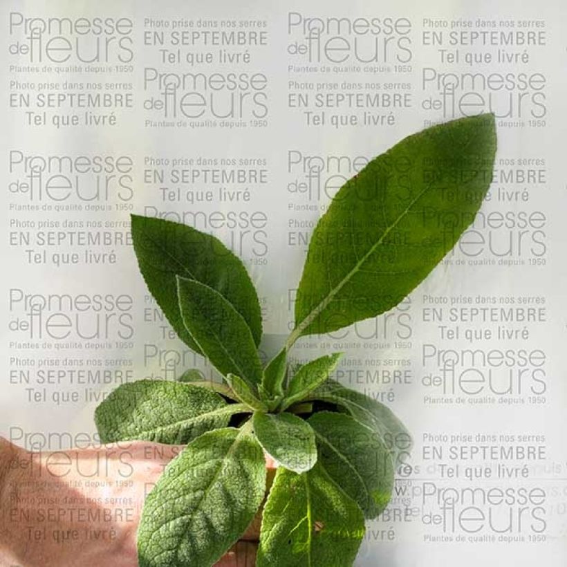 Exemple de spécimen de Verbascum Hybride Helen Johnson Godet de 8/9 cm tel que livré