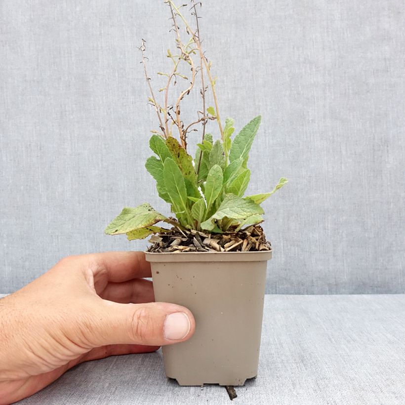 Spécimen de Verbascum Hybride Jackie Godet de 8/9 cm tel que livré en été