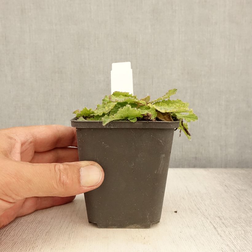 Spécimen de Verbascum hybride Pink Domino - Molène hybride Godet de 8/9 cm tel que livré en été