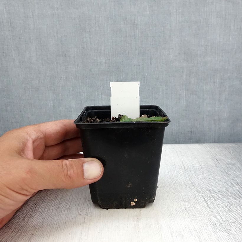 Spécimen de Verbascum phoeniceum Violetta - Molène Godet de 8/9 cm tel que livré en été
