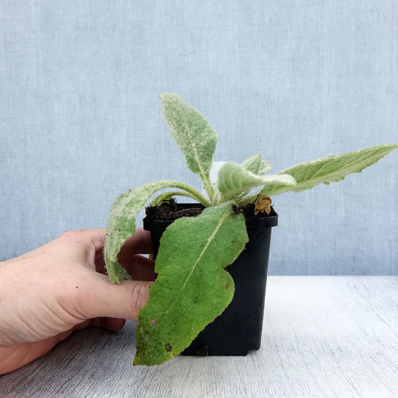Spécimen de Verbascum thapsus - Molène Bouillon blanc Godet de 8/9 cm tel que livré en automne