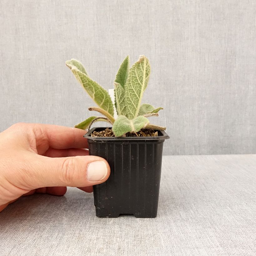 Spécimen de Verbascum thapsus - Molène Bouillon blanc Godet de 9cm tel que livré au printemps